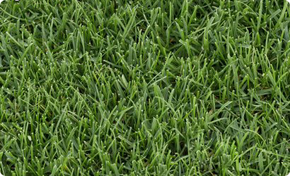 Grass photo