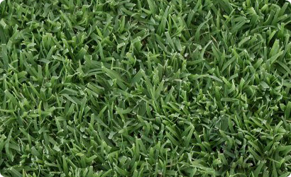 Grass photo