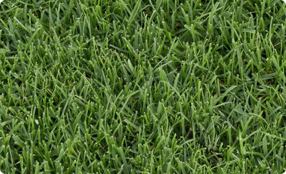 Grass photo