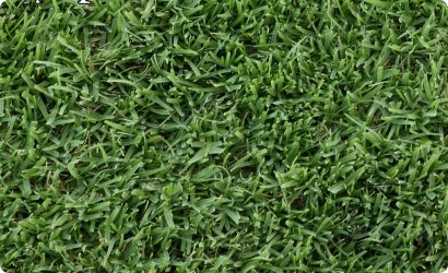 Grass photo
